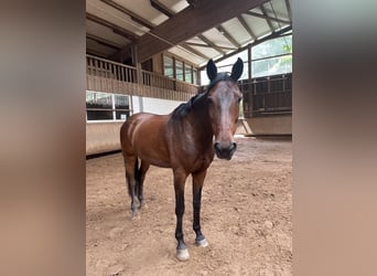 Wuerttemberg, Mare, 21 years, 16 hh, Brown