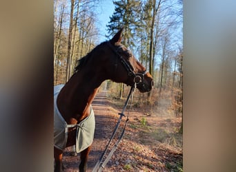 Wuerttemberg, Mare, 21 years, 17,1 hh, Brown