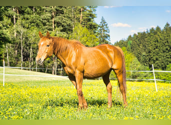 Wuerttemberg, Mare, 22 years, 15,1 hh, Chestnut-Red