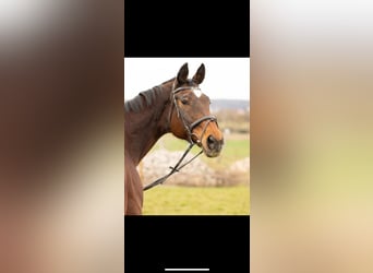 Wuerttemberg, Mare, 22 years, 16,2 hh, Brown