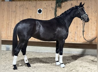 Wuerttemberg, Mare, 2 years, 15,3 hh, Black