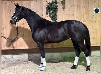 Wuerttemberg, Mare, 2 years, 15,3 hh, Black