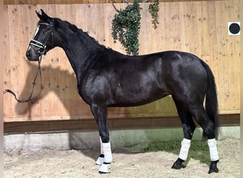 Wuerttemberg, Mare, 2 years, 15,3 hh, Black