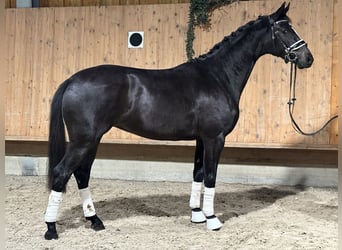 Wuerttemberg, Mare, 2 years, 15,3 hh, Black