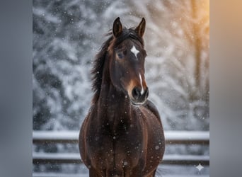 Wuerttemberg, Mare, 3 years, 15.2 hh, Bay-Dark