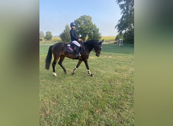 Wuerttemberg, Mare, 4 years, 14,2 hh, Bay-Dark