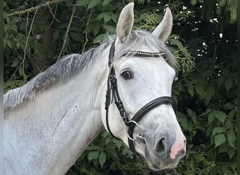 Wuerttemberg, Mare, 4 years, 16,1 hh, Grey
