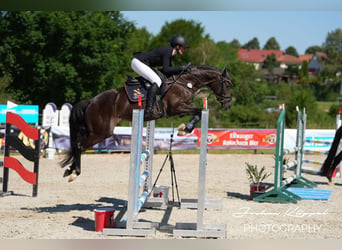 Wuerttemberg, Mare, 5 years, 15.2 hh, Smoky-Black