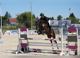 Wuerttemberg, Mare, 5 years, 15.2 hh, Smoky-Black