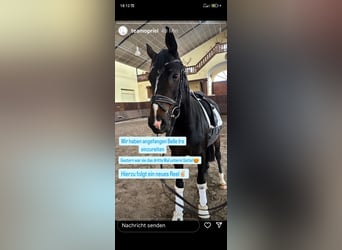 Wuerttemberg, Mare, 5 years, 15,2 hh, Smoky-Black