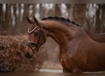 Wuerttemberg, Mare, 5 years, 16,1 hh, Brown