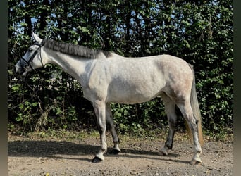 Wuerttemberg, Mare, 5 years, 16,2 hh, Gray