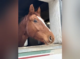 Wuerttemberg, Mare, 5 years, 16,1 hh, Chestnut-Red