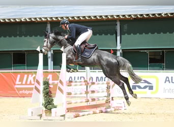 Wuerttemberg, Mare, 5 years, 16,1 hh, Gray