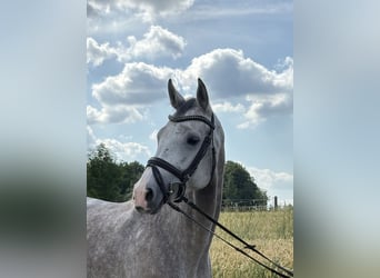 Wuerttemberg, Mare, 5 years, 16,1 hh, Gray