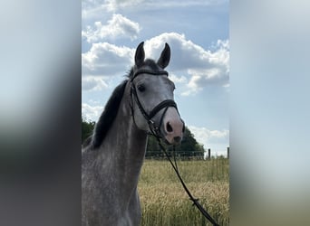 Wuerttemberg, Mare, 5 years, 16,1 hh, Gray
