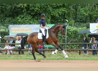 Wuerttemberg, Mare, 5 years, 17 hh, Brown