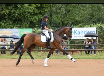 Wuerttemberg, Mare, 5 years, 17 hh, Brown