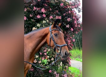 Wuerttemberg, Mare, 6 years, 15,3 hh, Brown