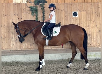 Wuerttemberg, Mare, 6 years, 15,2 hh, Brown