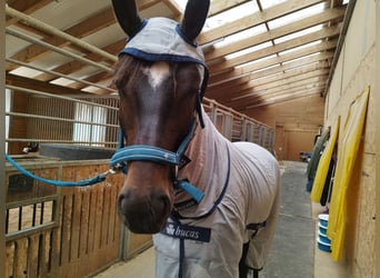 Wuerttemberg, Mare, 6 years, 16,1 hh, Smoky-Black