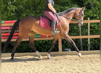 Wuerttemberg, Mare, 6 years, 16,1 hh, Brown