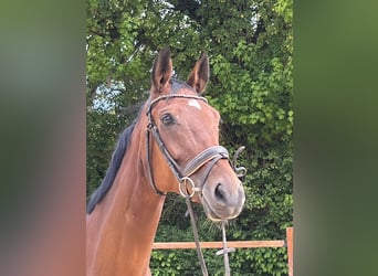 Wuerttemberg, Mare, 6 years, 16,1 hh, Brown