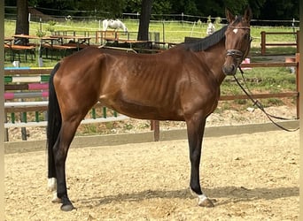 Wuerttemberg, Mare, 6 years, 16,1 hh, Brown