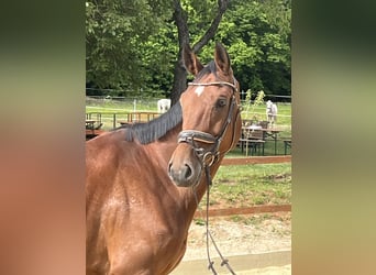Wuerttemberg, Mare, 6 years, 16,1 hh, Brown