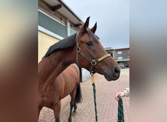 Wuerttemberg, Mare, 6 years, 16,1 hh, Brown
