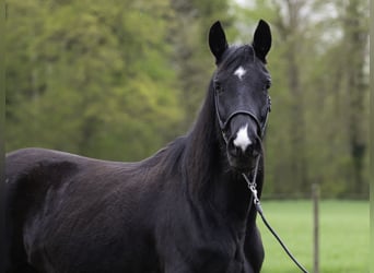 Wuerttemberg, Mare, 7 years, 15,3 hh, Black