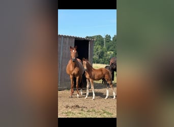 Wuerttemberg, Mare, 7 years, 16.1 hh, Chestnut-Red