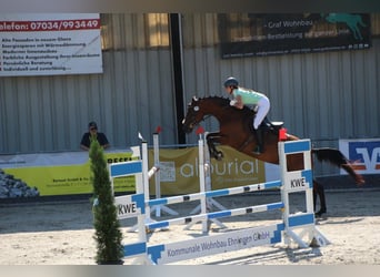 Wuerttemberg, Mare, 7 years, 16.2 hh, Brown Wuerttemberg, Mare, 7 years, 16.2 hh, Brown