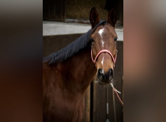 Wuerttemberg, Mare, 7 years, 16 hh, Brown