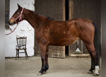 Wuerttemberg, Mare, 7 years, 16 hh, Brown