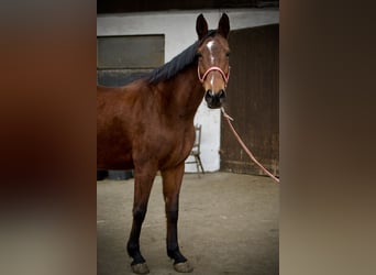 Wuerttemberg, Mare, 7 years, 16 hh, Brown