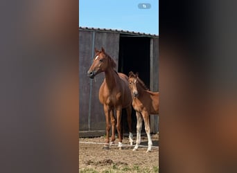 Wuerttemberg, Mare, 7 years, 16,1 hh, Chestnut-Red