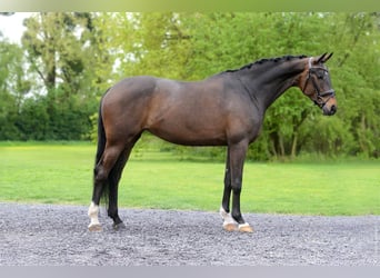 Wuerttemberg, Mare, 7 years, 16,2 hh, Bay-Dark