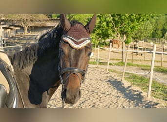 Wuerttemberg, Mare, 7 years, 16,2 hh, Brown
