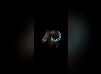 Wuerttemberg, Mare, 7 years, 17 hh, Bay-Dark