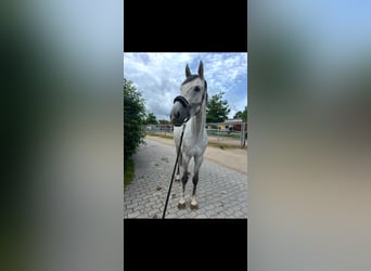 Wuerttemberg, Mare, 7 years, 17 hh, Grey