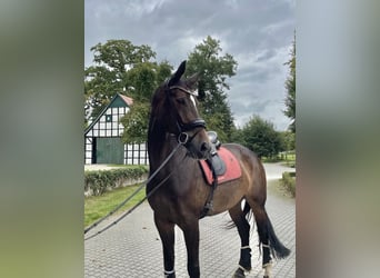 Wuerttemberg, Mare, 8 years, 17.2 hh, Bay-Dark Wuerttemberg, Mare, 8 years, 17.2 hh, Bay-Dark