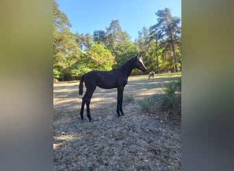 Wuerttemberg, Mare, Foal (04/2026), 16.2 hh, Smoky-Black