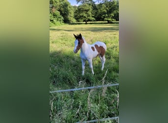 Wuerttemberg Mix, Mare, Foal (04/2024), Pinto