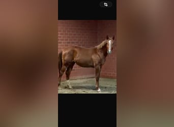 Wuerttemberg, Stallion, 2 years, 15,2 hh, Chestnut-Red