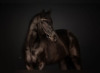 Wuerttemberg, Stallion, 8 years, 16.1 hh, Black
