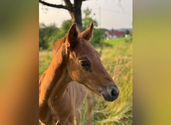 Wuerttemberg, Stallion, , 16 hh, Chestnut-Red