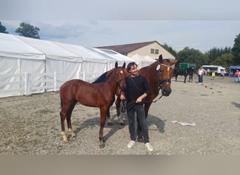 Wuerttemberg, Stallion, Foal (05/2026), Brown