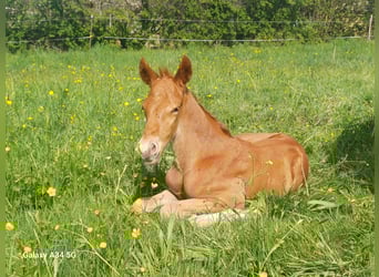 Wuerttemberg, Stallion, , Chestnut-Red