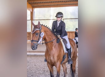 Württemberger, Castrone, 12 Anni, 178 cm, Baio